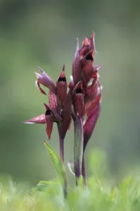 Peter Lilja Prints: Heart flowered serapias orchids (Serapias cordigera) in flower, Akamas peninsula
