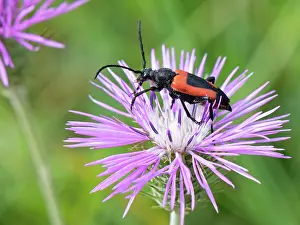 Rhinotia Prints: Heart longhorn beetle (Stictoleptura cordigera) foraging on a Purple milk thistle (Galactites tomentosa) flowerhead