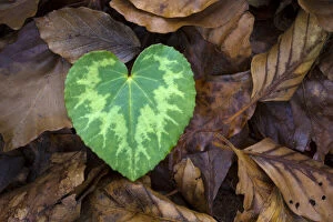 Green Gallery: Heart-shaped leaf of Alpine Cyclamen (Cyclamen purpurascens)