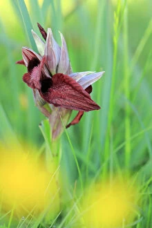 Orchidaceae Gallery: Heart shaped lip dactylorhiza orchid (Orchis cordigera) in flower, Sierra de Grazalema Natural Park