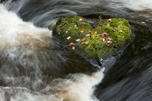 Images Dated 28th October 2011: Heart-shaped mossy rock in fast flowing river, Craigengillan Estate, Dalmellington