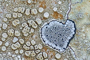 Heart shaped pattern in Map lichen (Rhizocarpon geographicum) on rock, Menorca