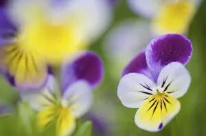 Heartsease / Wild pansy (Viola tricolor), flowers, Berlin, Germany, May