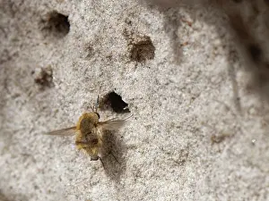 Bombylius Prints: Heath bee fly (Bombylius minor) hovering near nest burrows of host bees (Colletes sp)