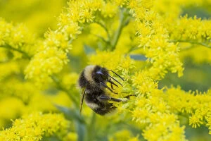 Hymenopterans Gallery: Heath bumblebee (Bombus jonellus) queen feeding on goldenrod flowers (Solidago), Monmouthshire