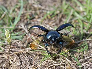Rhinotia Prints: Heath dumble dor beetle (Trypocopris pyrenaeus) taking flight from a sandy path through heathland