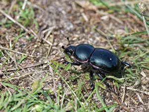Rhinotia Prints: Heath dumble dor beetle (Trypocopris pyrenaeus) walking on a sandy path through heathland