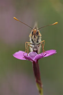 Images Dated 23rd June 2009: Heath fritillary butterfly (Melitaea athalia) on Maiden pink (Dianthus deltoids)
