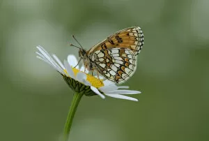 2020 July Highlights Collection: Heath fritillary butterfly (Melitaea athalia) on daisy flower, Pyrenees National Park