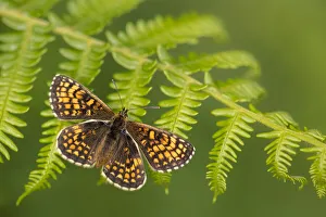 Fritillary Prints: Heath fritillary butterfly (Melitaea athalia) basking on Bracken (Pteridium aquilinum)