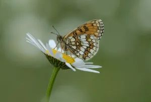 Fritillary Prints: Heath fritillary butterfly (Melitaea athalia) on daisy flower, Pyrenees National Park