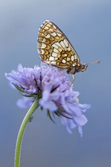 Fragility Prints: Heath fritillary (Melitaea athalia) resting on scabious flower, Nordtirol, Austrian Alps