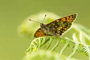 2020 September Highlights Collection: Heath fritillary (Mellicta athalia) butterfly basking on bracken (Pteridium aquilinum)