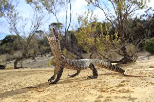 Heath Monitor (Varanus rosenbergi) male enacting a threat display, in mallee / heath