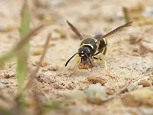 Wasp Prints: Heath potter wasp (Eumenes coarctatus) female