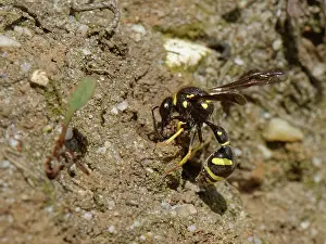 Wasp Prints: Heath potter wasp (Eumenes coarctatus) female