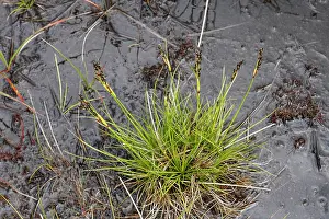 Heathland Prints: Heath rush (Juncus squarrosus) on wet heathland