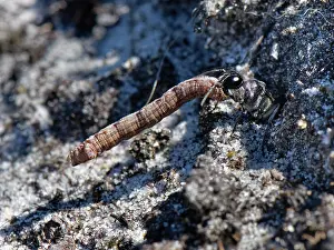 Wasp Prints: Heath sand wasp (Ammophila pubescens) carrying paralysed caterpillar prey into nest