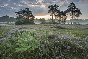 Bernard Castelein Gallery: Heather (Calluna vulgaris) at dawn, with distant Klein Schietveld, Brasschaat, Belgium