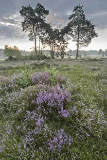 Castelein 100 Landscapes Collection: Heather (Calluna vulgaris) at dawn, with distant Klein Schietveld, Brasschaat, Belgium