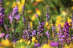 Ericaceous Prints: Heather (Calluna vulgaris) in flower, Dartmoor, England, UK. August