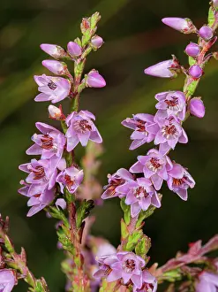 Ericales Prints: Heather (Calluna vulgaris) in flower, Geneva, Switzerland. July. Focus stacked