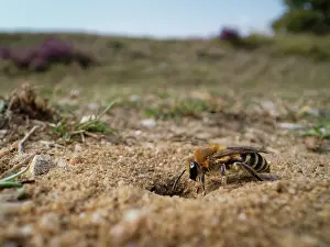 Heathland Prints: Heather colletes bee (Colletes succinctus) entering its nest burrow in a sandy path through heathland