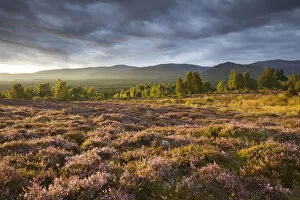 Heather moorland in flower, birch woodland and Cairngorm mountain range, Cairngorms National Park