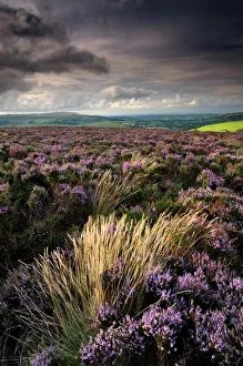 2009 Highlights Collection: Heather and moorland view, near Birch tor, Dartmoor NP, Devon, UK, August 2008
