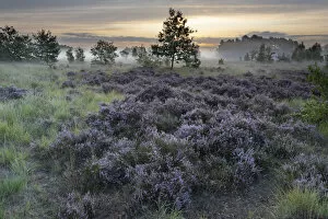 Ericales Gallery: Heathland with Common heather (Calluna vulgaris) and scattered trees