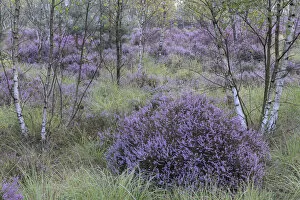 Castelein 100 Landscapes Collection: Heathland with Common heather (Calluna vulgaris) amongst Birch (Betula sp) trees