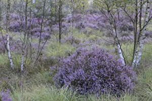 Castelein 100 Landscape Prints: Heathland with Common heather (Calluna vulgaris) amongst Birch (Betula sp) trees