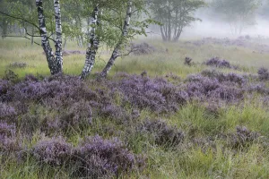 Castelein 100 Landscape Prints: Heathland with Common heather (Calluna vulgaris) amongst Birch (Betula sp) trees