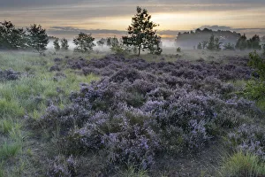 Heathland with Common heather (Calluna vulgaris) and scattered trees