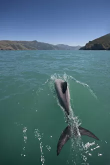 Dolphins Collection: Hectors dolphin (Cephalorhynchus hectori) Akaroa Harbour, South Island, New Zealand, November