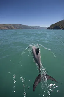 Departure Prints: Hectors dolphin (Cephalorhynchus hectori) Akaroa Harbour