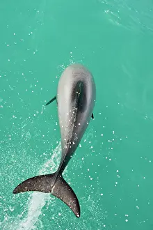 Agile Prints: Hector's dolphin (Cephalorhynchus hectori) leaping out of the water