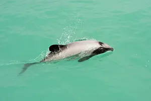 Delphinidae Prints: Hector's dolphin (Cephalorhynchus hectori) surfacing