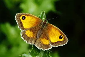 Satyrid Prints: Hedge Brown / Gatekeeper butterfly (Pyronia tithonus) basking wings open, Southwest London