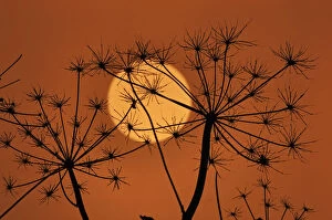 Orange Collection: Hedge Parsley seed head (Torilis japonica) silhouetted at sunset, Norfolk, UK, November