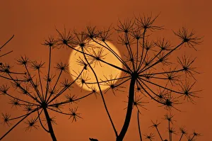 Umbelliferae Prints: Hedge Parsley seed head (Torilis japonica) silhouetted at sunset, Norfolk, UK, November