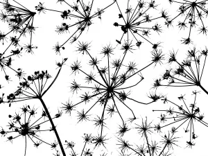 Umbelliferae Prints: Hedge parsley (Torilis japonica) close up pattern of dead seed heads