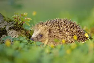 British Wildlife Gallery: Hedgehog (Erinaceus europaeus)