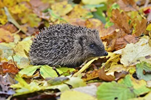 Autumn Gallery: Hedgehog (Erinaceus europaeus) in autumn. Dorset, UK, October