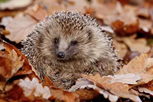 Prints For Kids Room Prints: Hedgehog (Erinaceus europaeus) curled up in autumn leaves, Peak District, UK. November