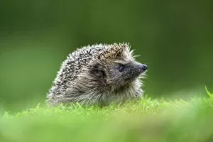 British Wildlife Gallery: Hedgehog (Erinaceus europaeus). Dorset, UK, July. Captive