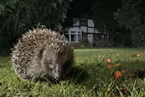 Hedgehog (Erinaceus europaeus) foraging on a lawn in a suburban garden at night, Chippenham