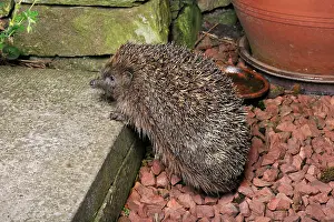 Nocturnal Prints: Hedgehog (Erinaceus europaeus) in garden hunting for food