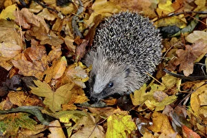 Autumn Gallery: Hedgehog (Erinaceus europaeus) in leaf litter, Dorset, UK December