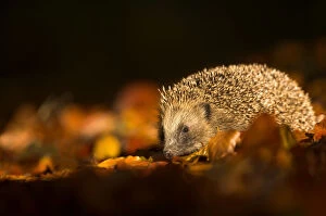 Hedgehog (Erinaceus europaeus) amongst leaves in low sunlight. Leicestershire, UK, November